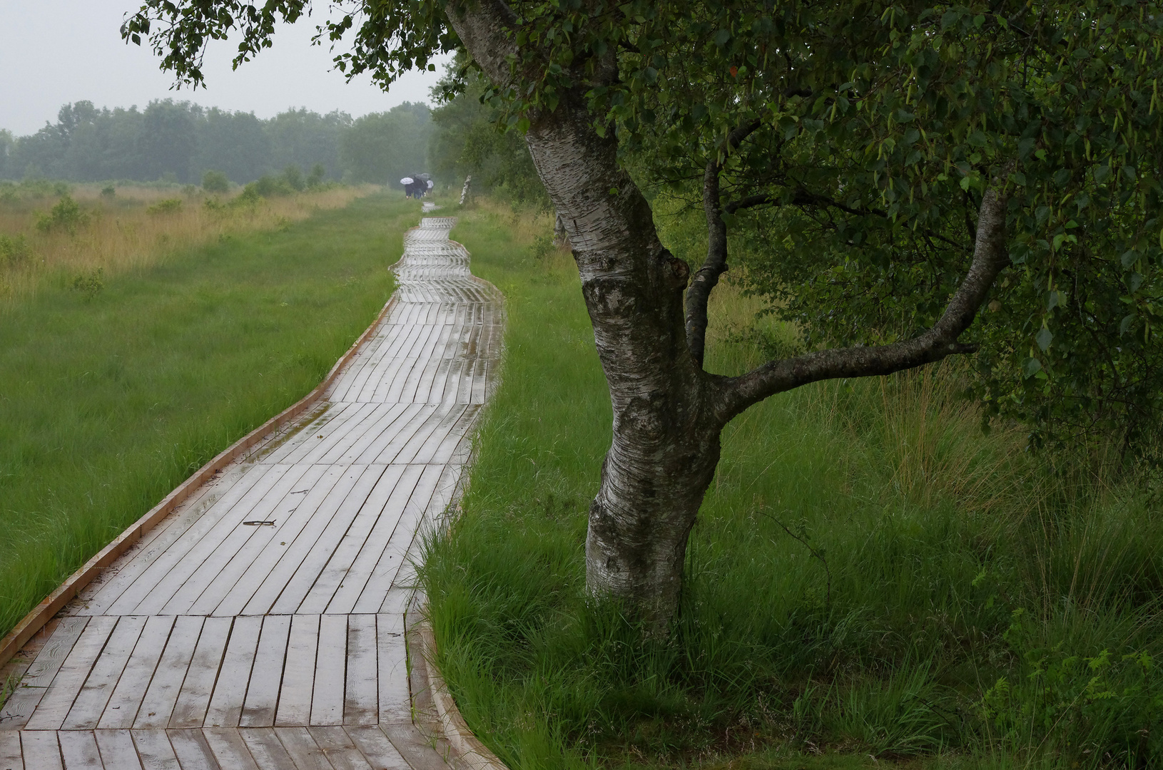 Moorlandschaft