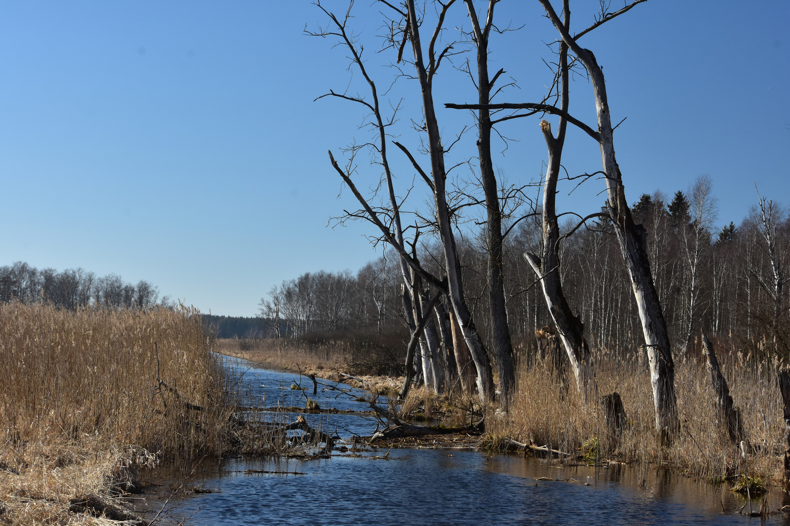 Moorlandschaft