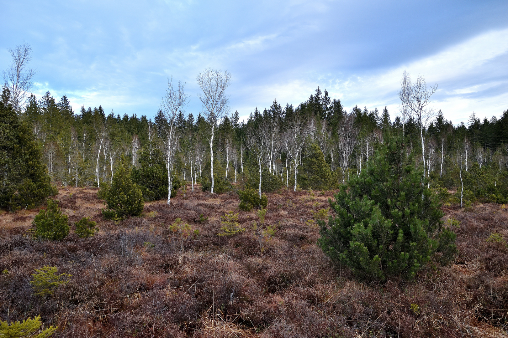 Moorlandschaft