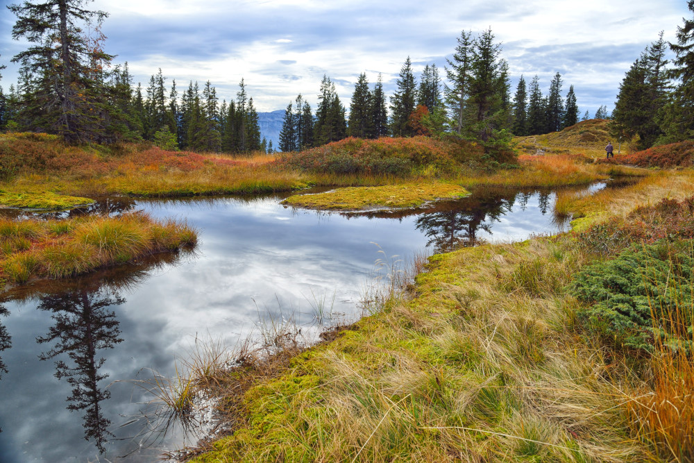 Moorlandschaft