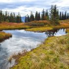 Moorlandschaft