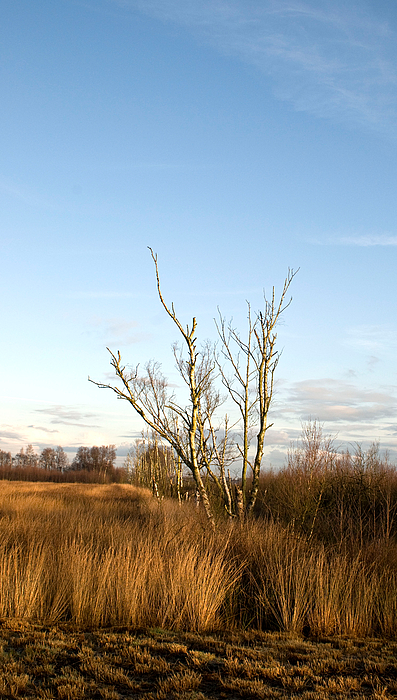 Moorlandschaft