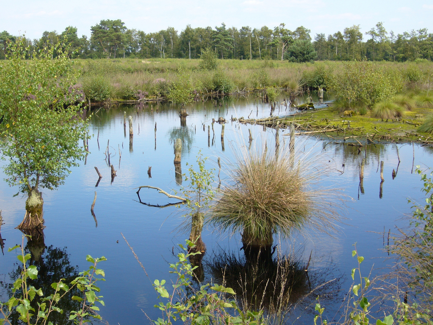 Moorlandschaft