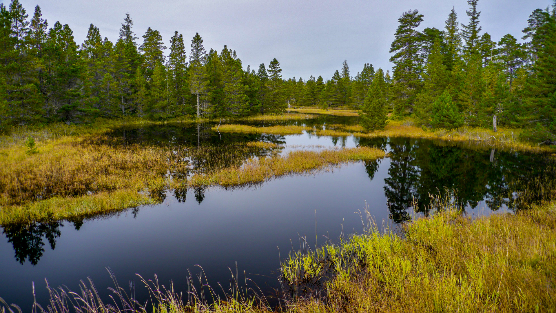 Moorlandschaft