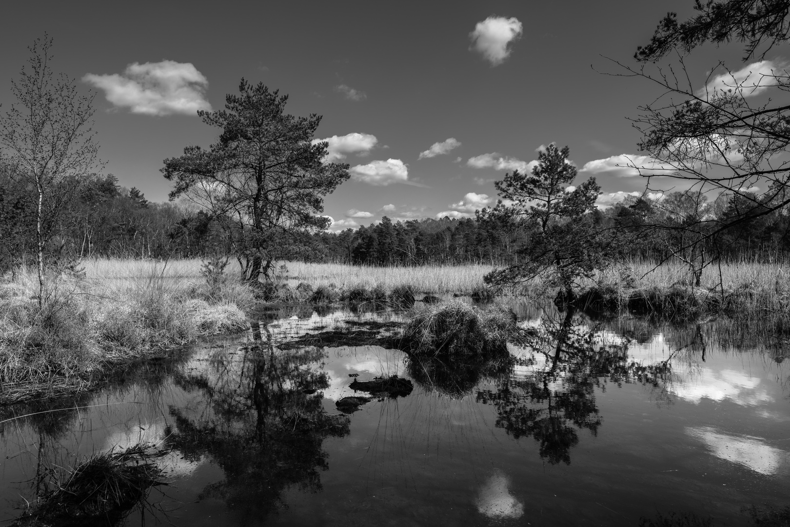 Moorlandschaft 