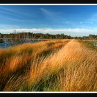 Moorlandschaft