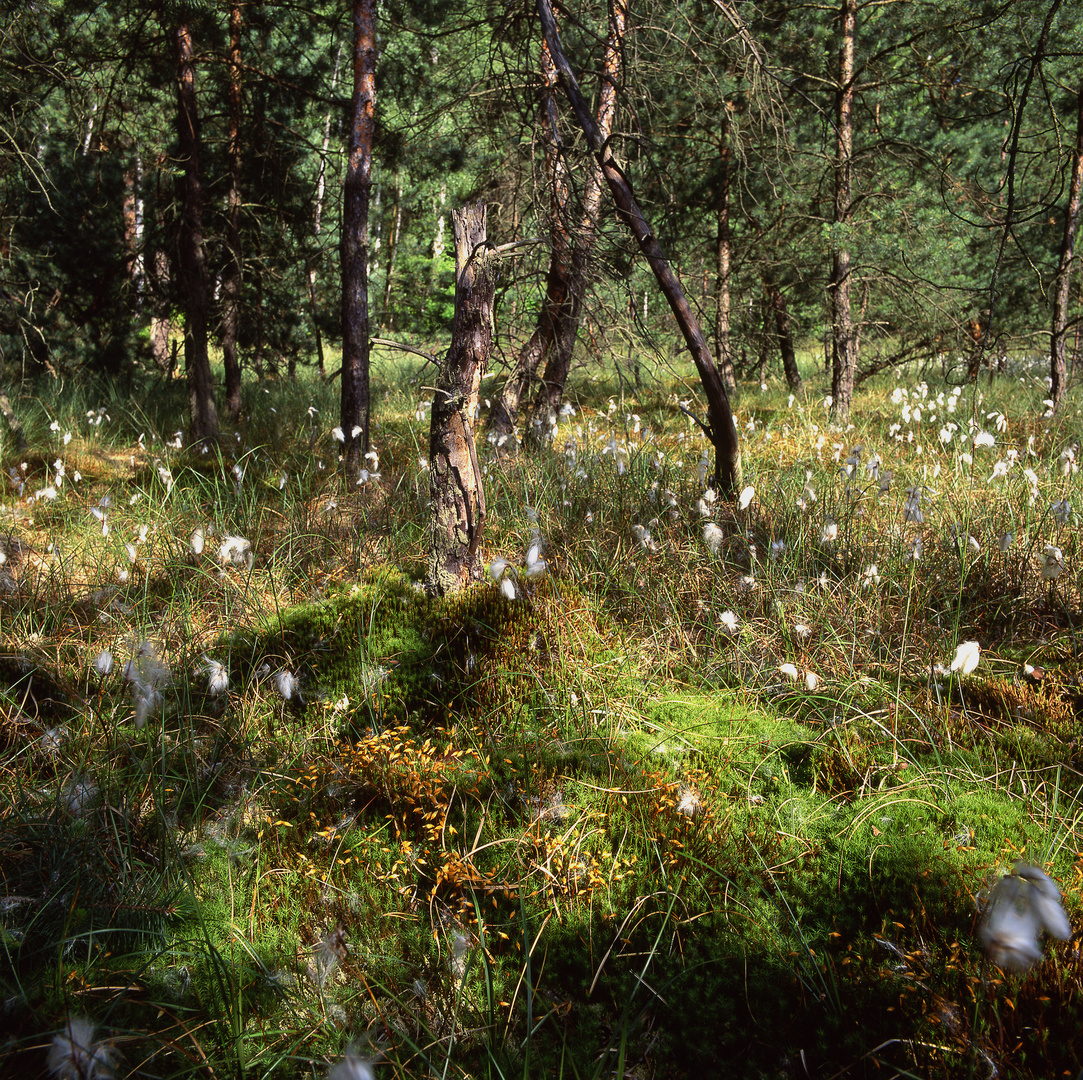 Moorlandschaft