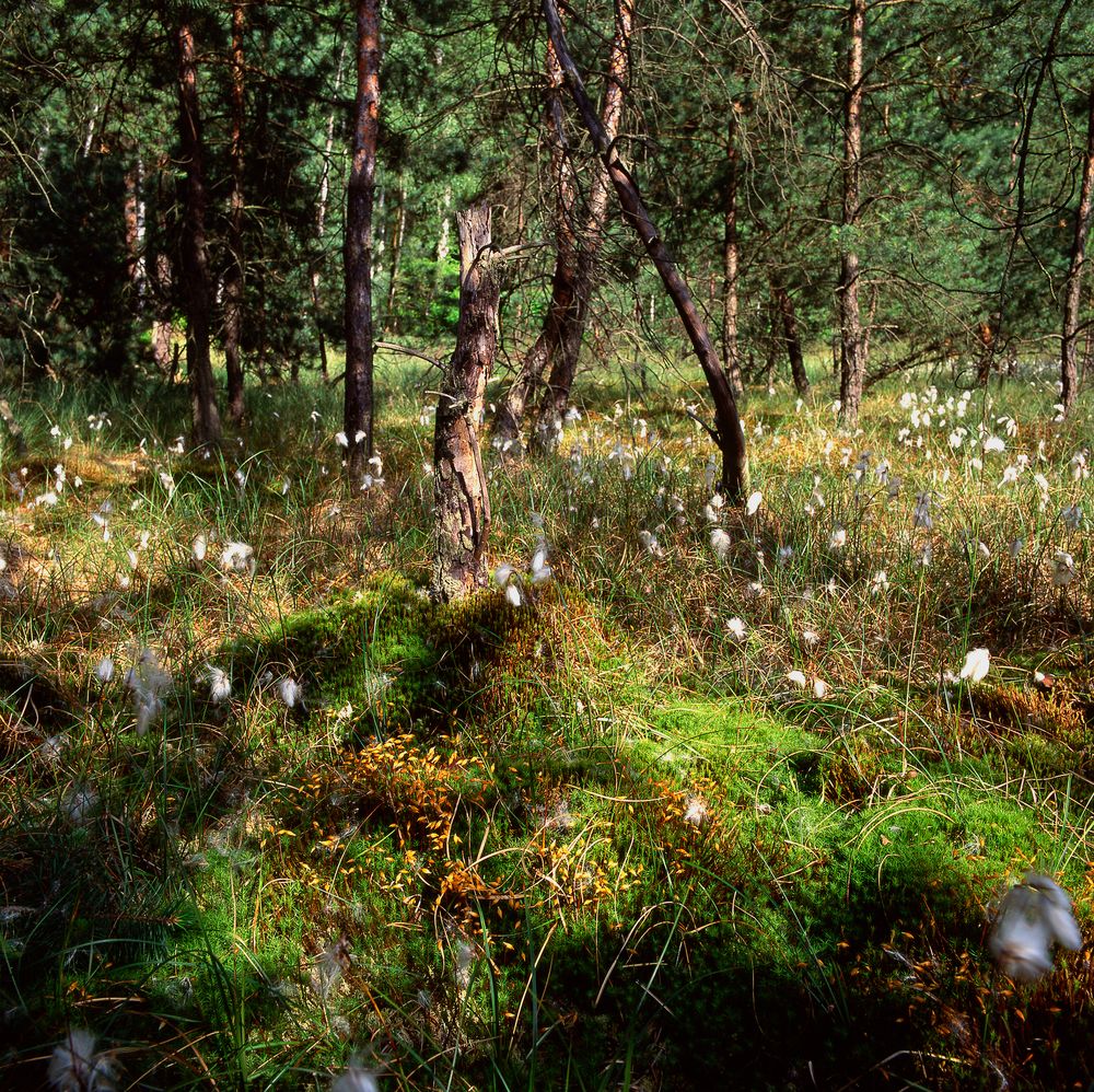 Moorlandschaft