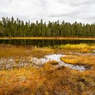 Moorlandschaft