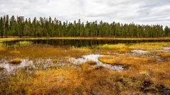 Moorlandschaft