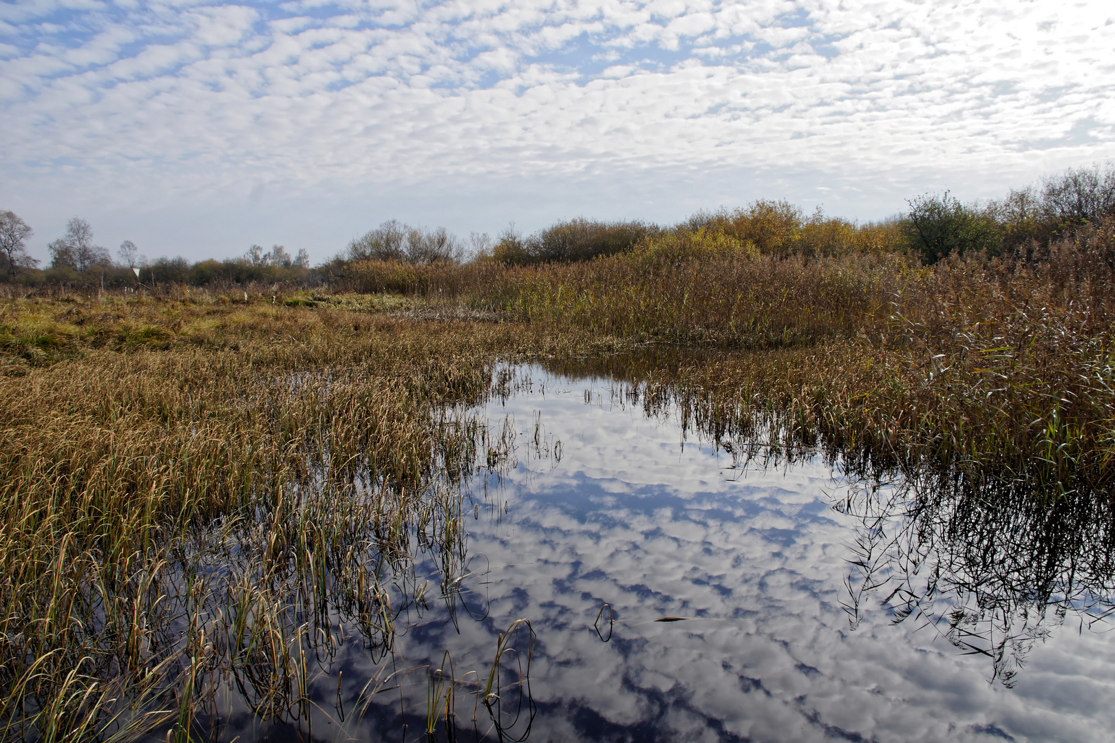 Moorlandschaft