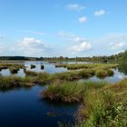 Moorlandschaft