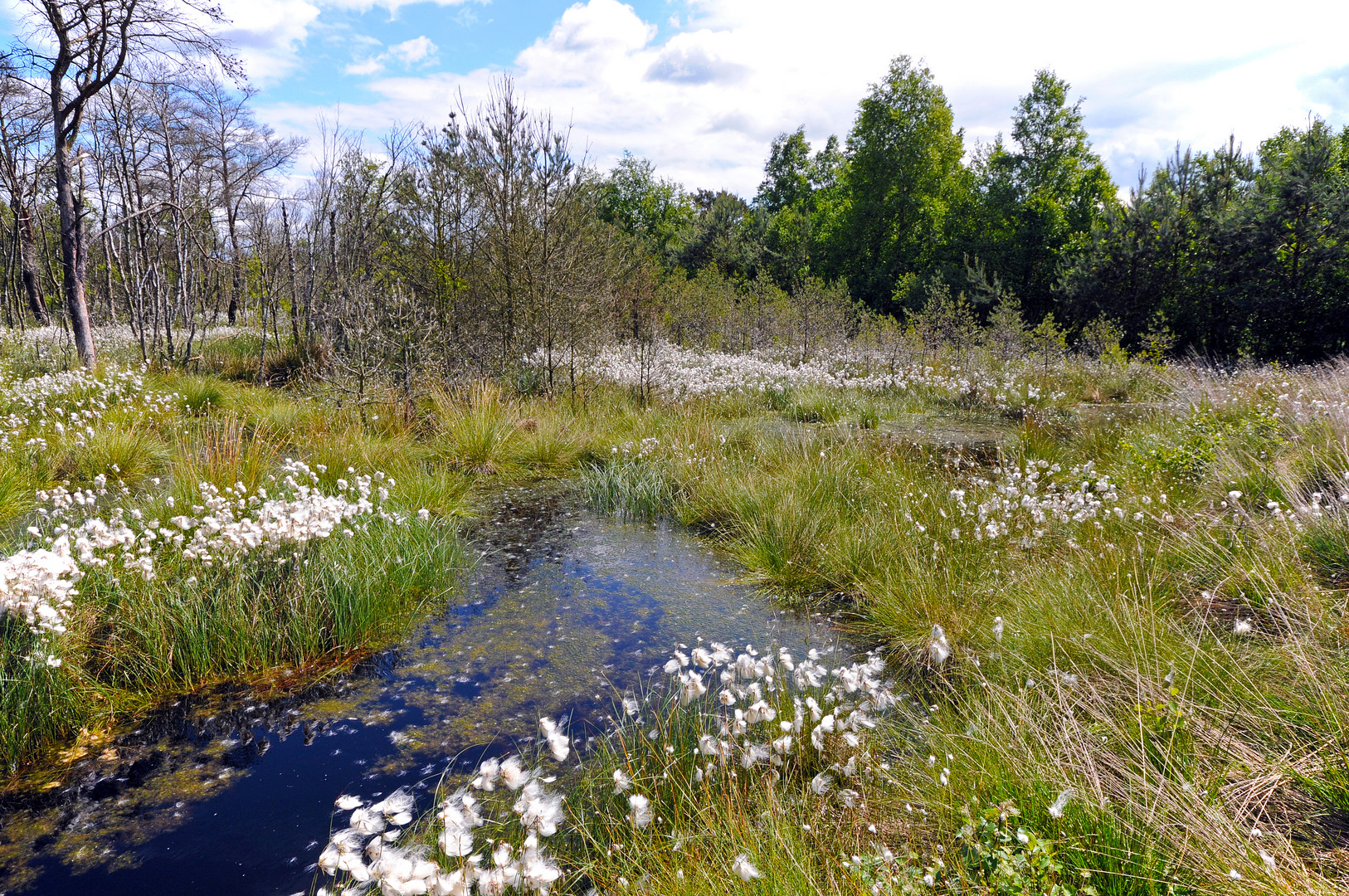 Moorlandschaft