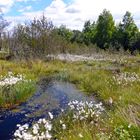 Moorlandschaft