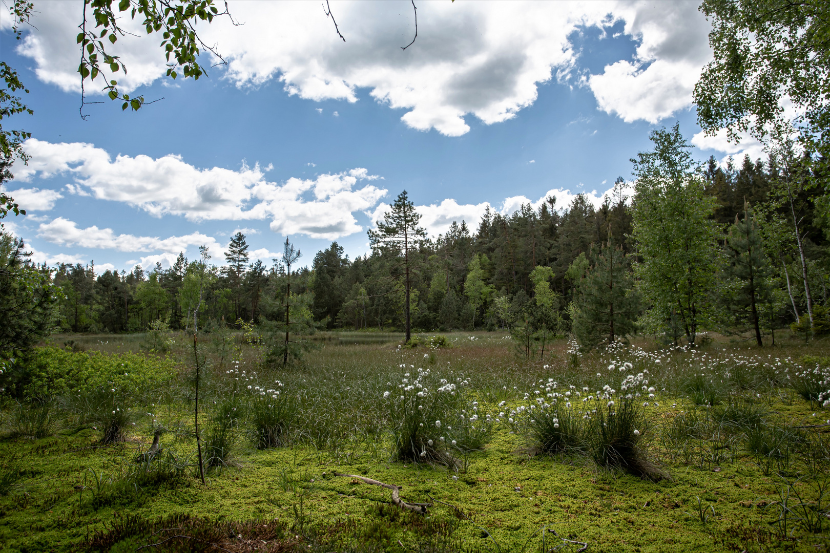 Moorlandschaft am Hochmoor Hormersdorf im Erzgebirge