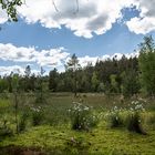 Moorlandschaft am Hochmoor Hormersdorf im Erzgebirge