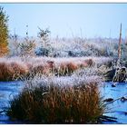 Moorlandschaft am Steinhuder Meer