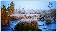 Moorlandschaft am Steinhuder Meer