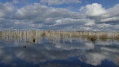 Moorlandschaft am Steinhuder Meer