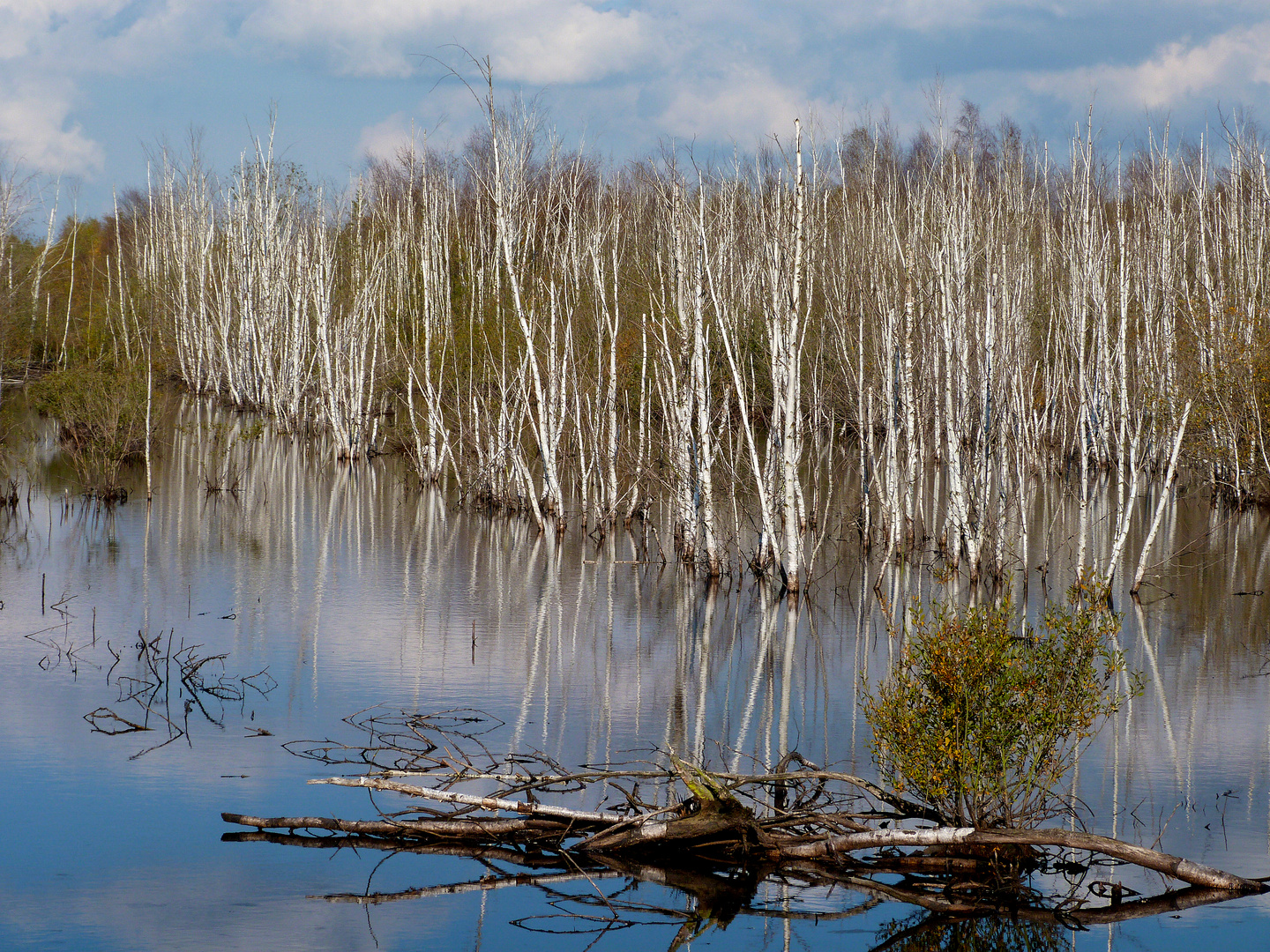 Moorlandschaft am Steinhuder Meer