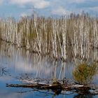 Moorlandschaft am Steinhuder Meer