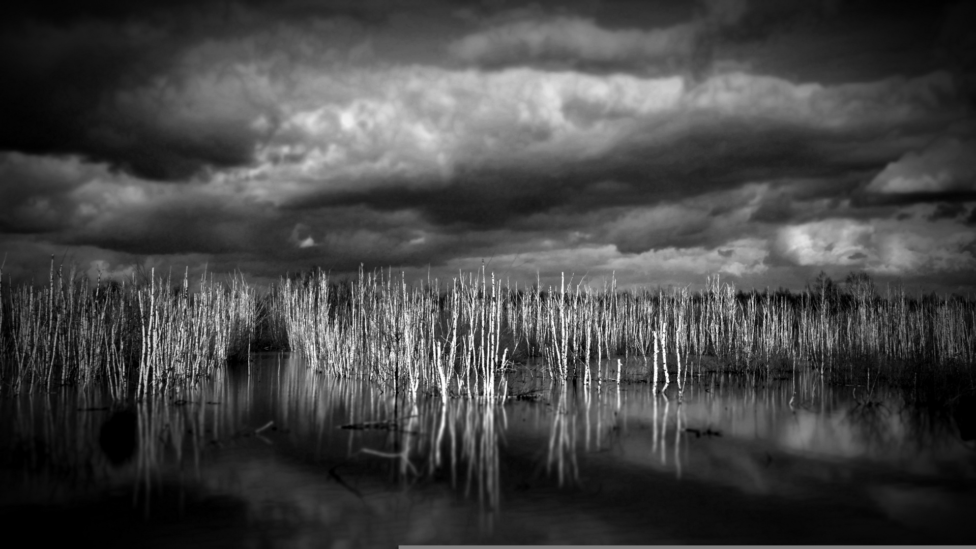 Moorlandschaft am Steinhuder Meer s/w