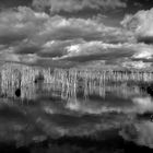 Moorlandschaft am Steinhuder Meer s/w