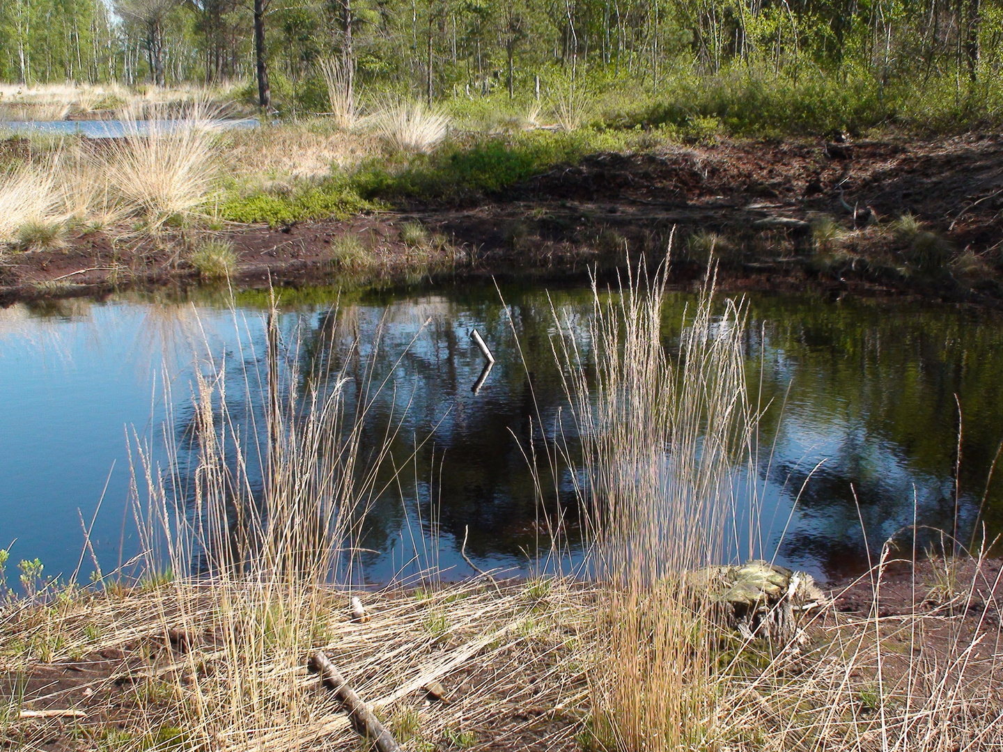 Moorlandschaft am Steinhudermeer