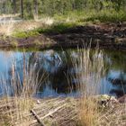 Moorlandschaft am Steinhudermeer