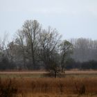 Moorlandschaft an der Amper bei Grafrath