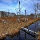 Moorlandschaft