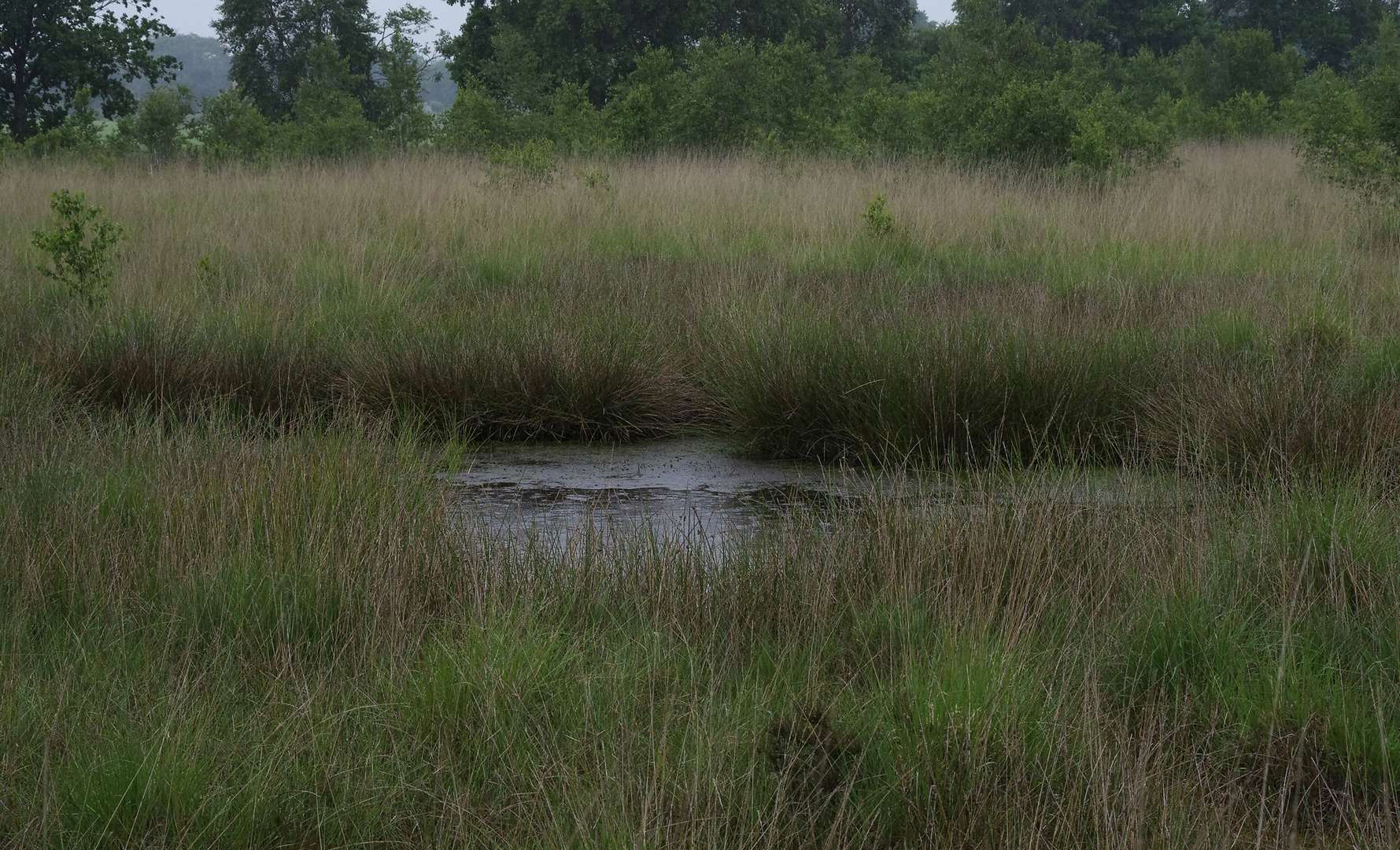 Moorlandschaft