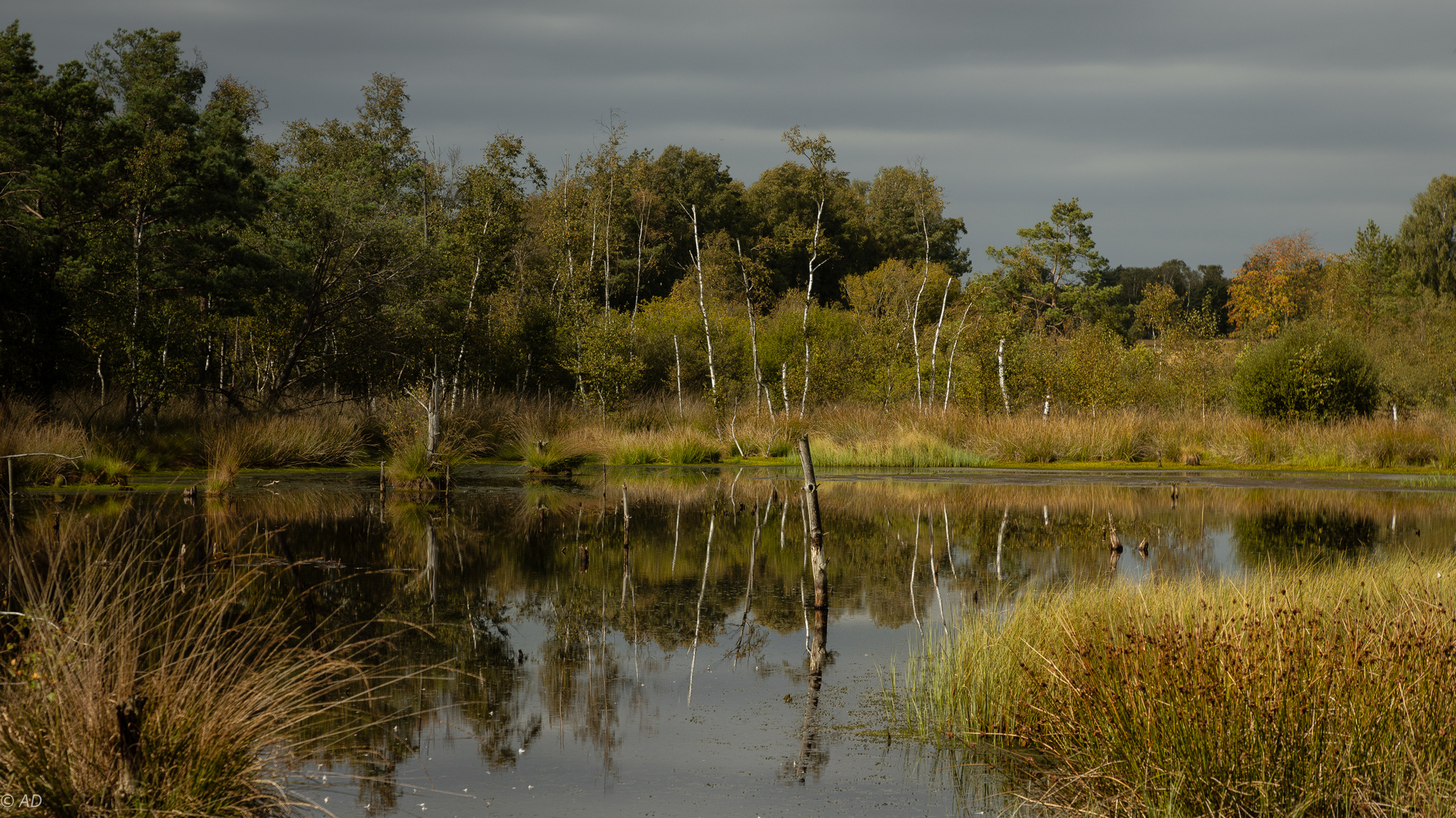 Moorlandschaft 