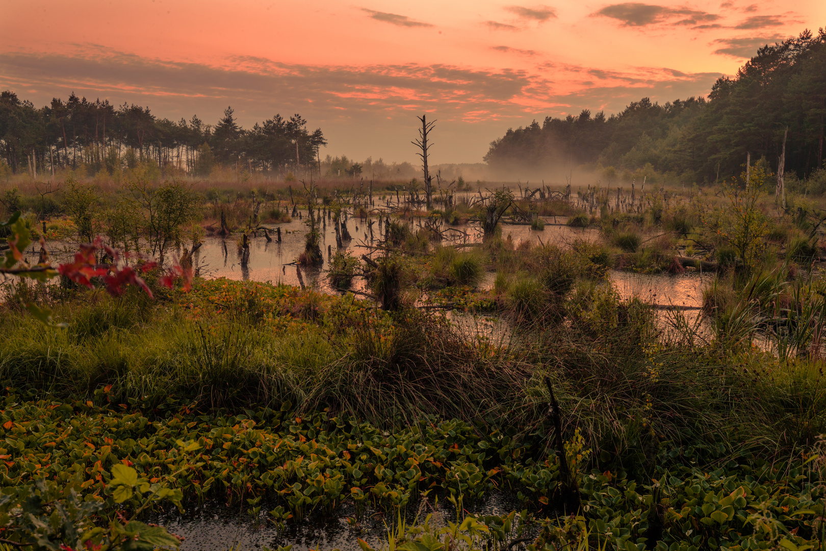 Moorlandschaft