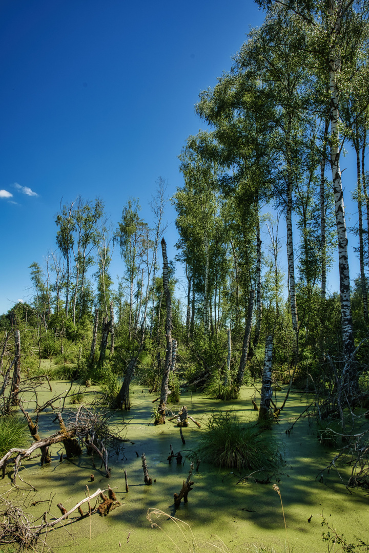 Moorlandschaft