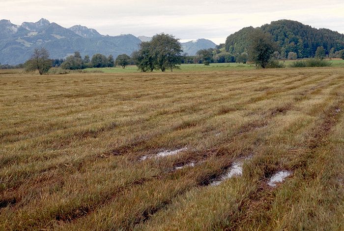 Moorlandschaft bei Bergen