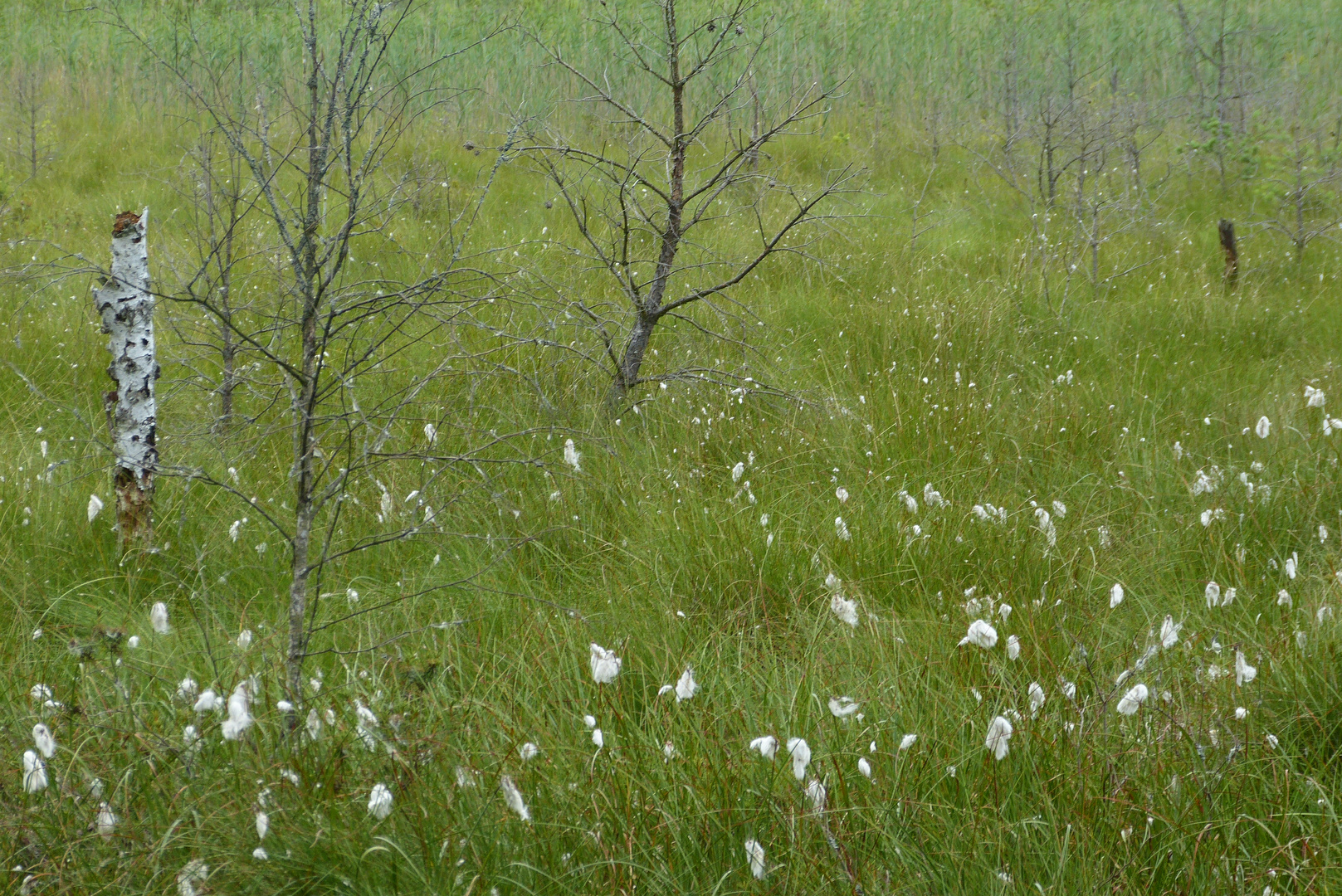 Moorlandschaft bei Serrahn