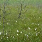 Moorlandschaft bei Serrahn