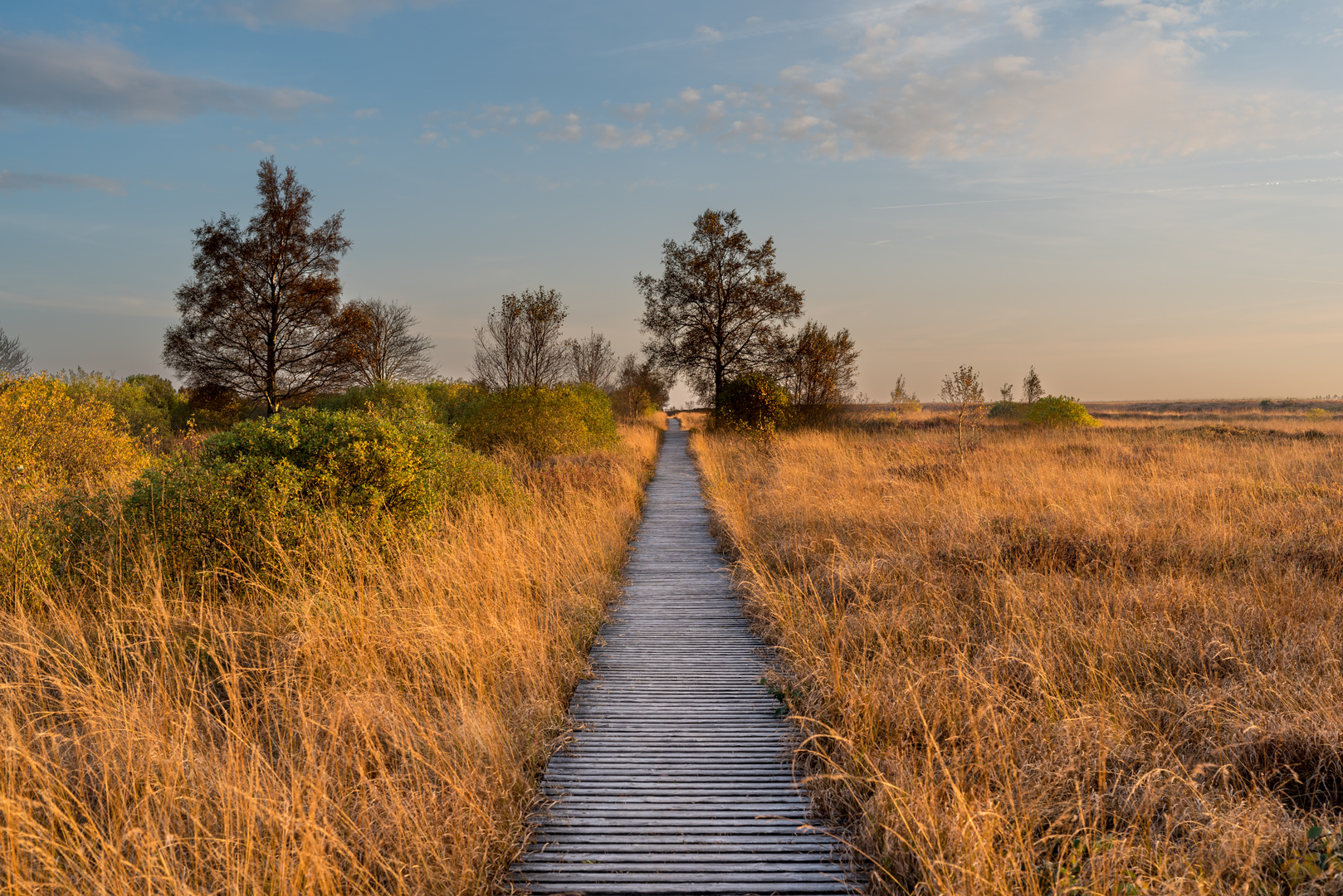 Moorlandschaft Belgien