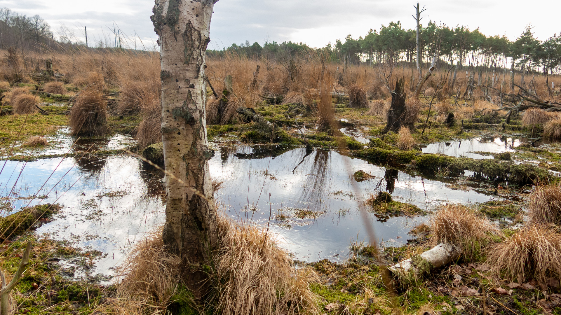 Moorlandschaft