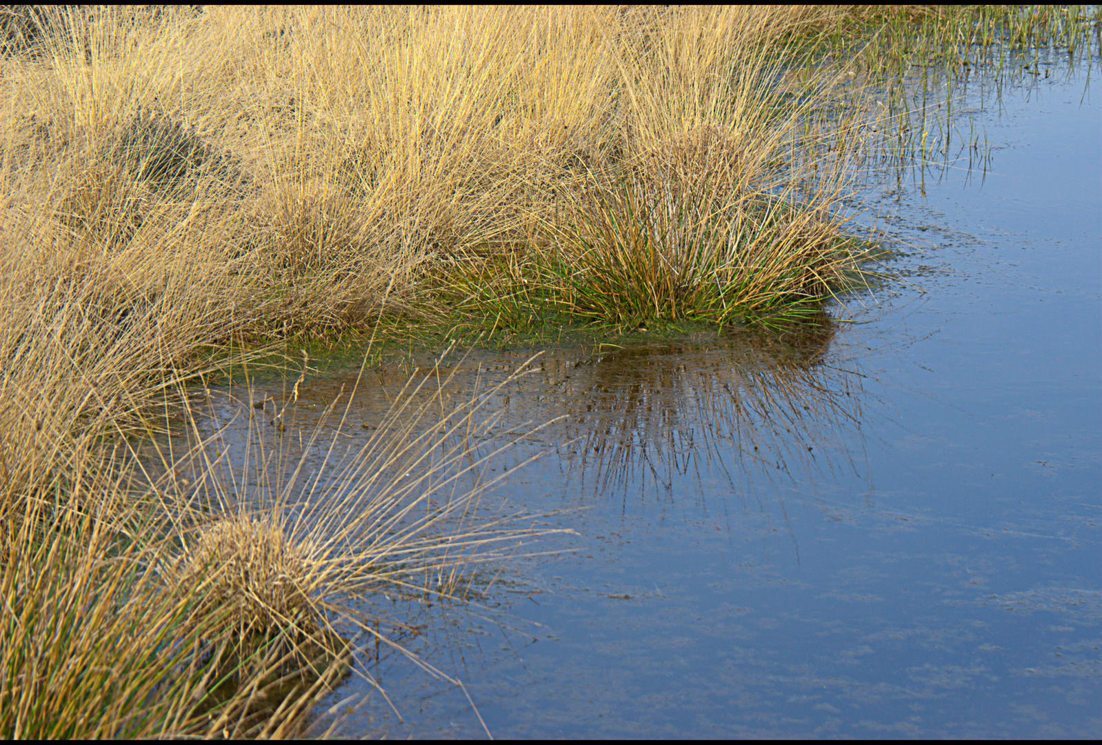 Moorlandschaft