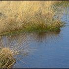 Moorlandschaft