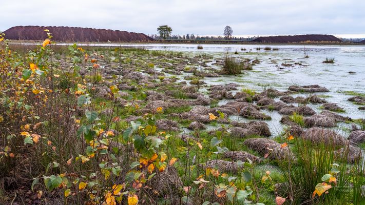Moorlandschaft Campenmoor