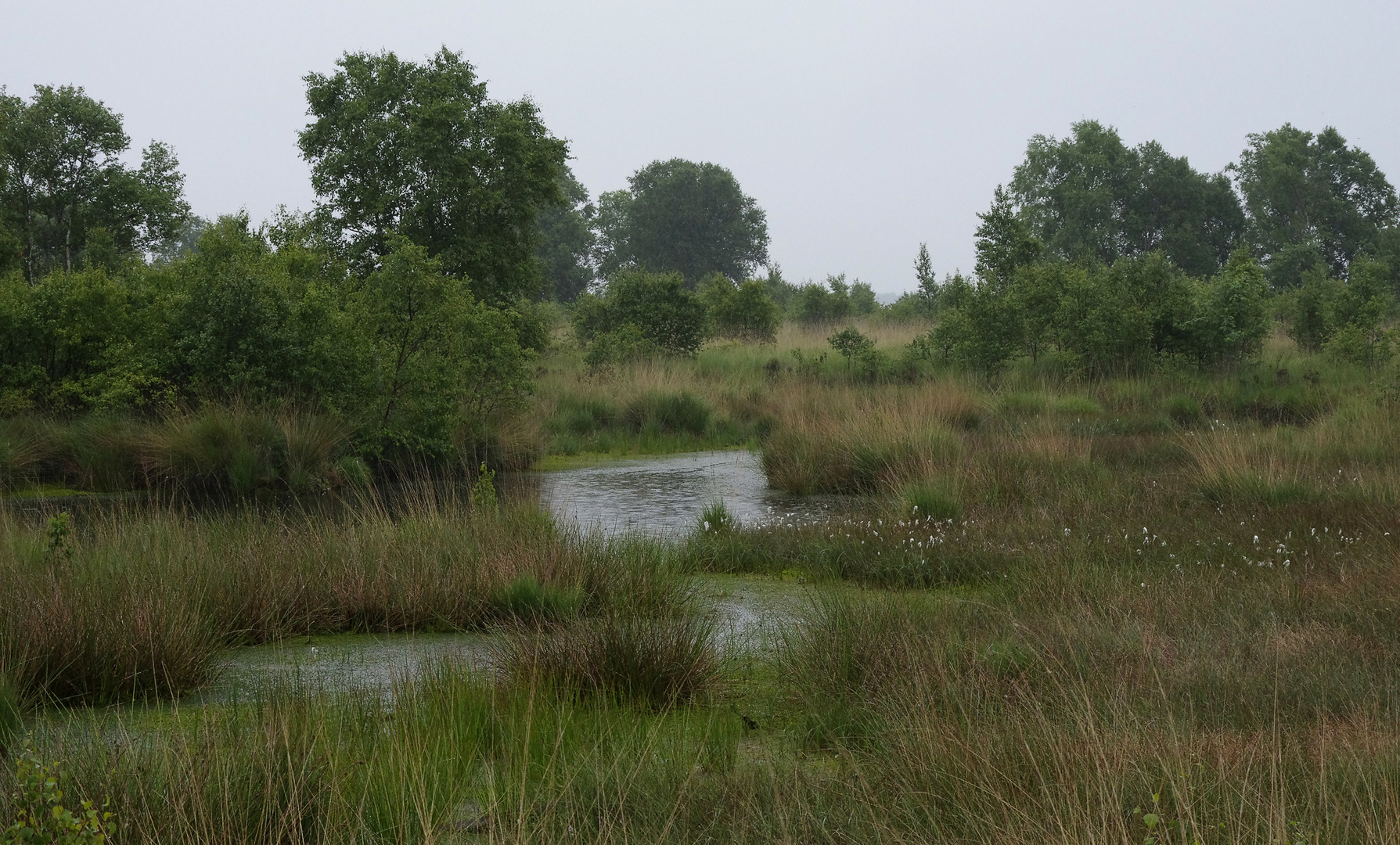 Moorlandschaft