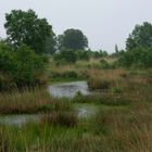 Moorlandschaft