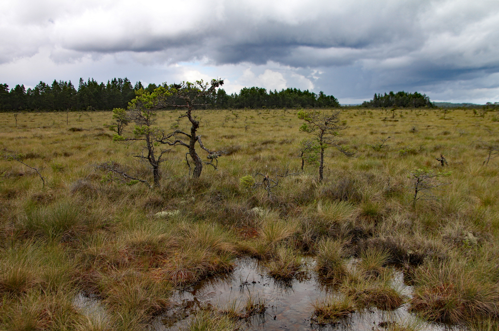 Moorlandschaft