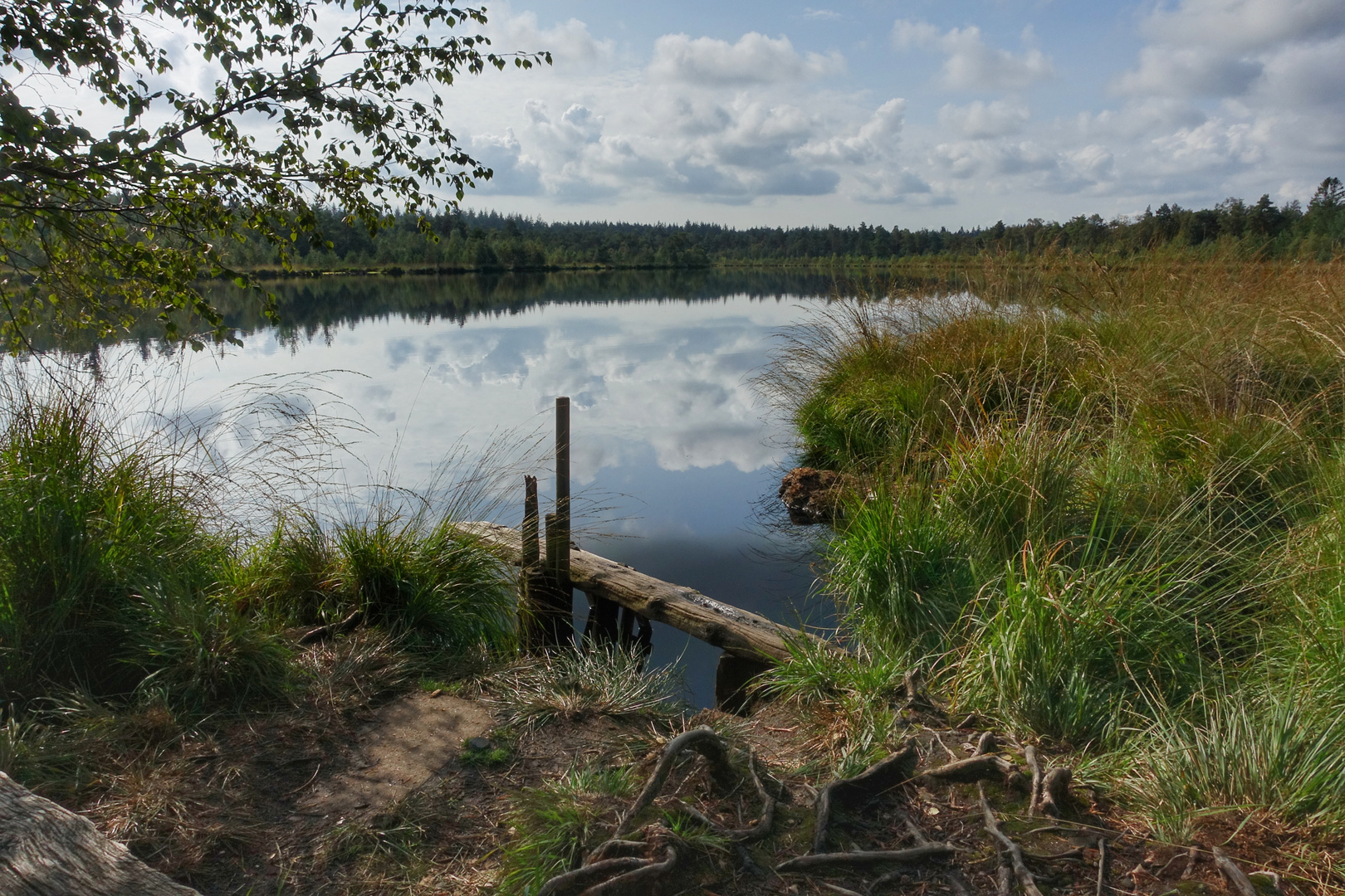 Moorlandschaft 