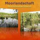 Moorlandschaft