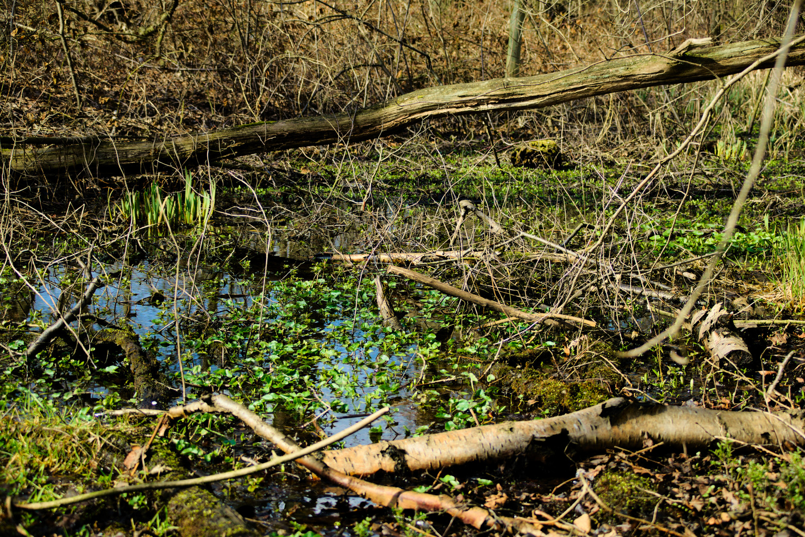 Moorlandschaft