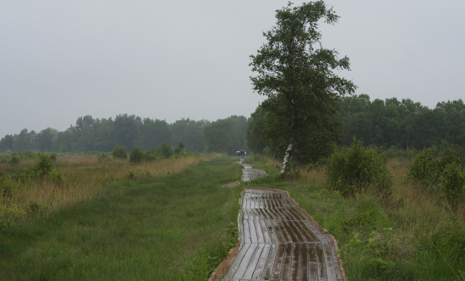 Moorlandschaft